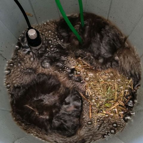 Cookies OG Kloni #1 growlog photo: 10 liter frischer Kompost Tee , aktiv Belüftet u beheizt ist gestartet