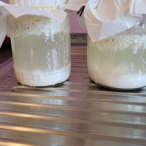 Cookies OG Kloni #1 growlog photo: Heute gibt es frisches LAB.
Das nun vom Käse getrennt wird und ein Teil wird 1zu1 mit Melasse vermischt um die Milchsaure Bakterien zum Schlafen zu bringen. Der Rest wird frisch ins Gießwasser nach und nach für jetzt u folgende Durchgänge verbraucht