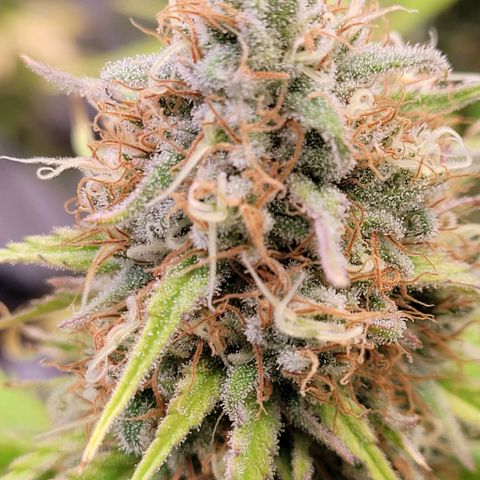 Berry growlog timeline photo