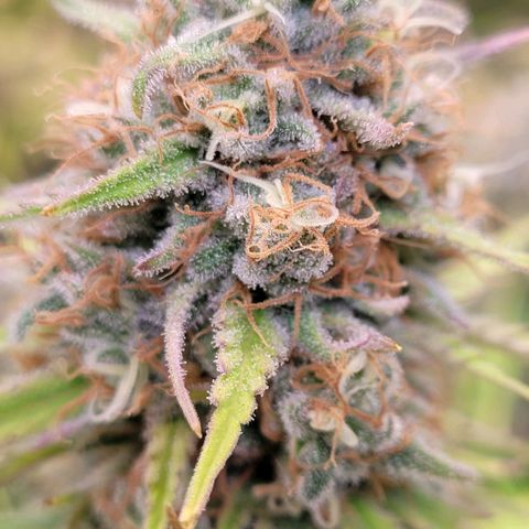 Berry growlog timeline photo