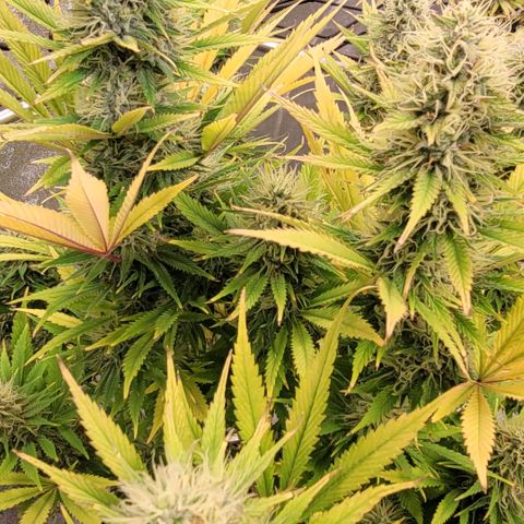 Pearli growlog timeline photo