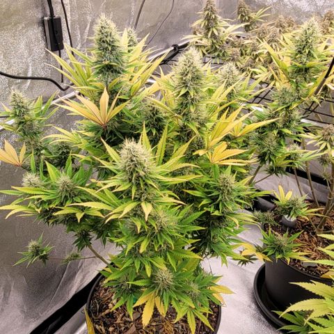 Pearli growlog timeline photo