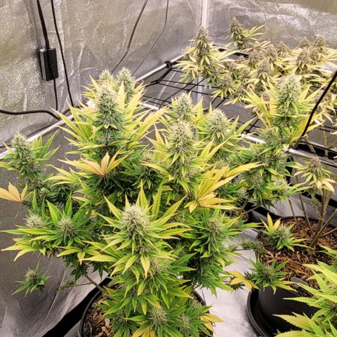 Pearli growlog timeline photo