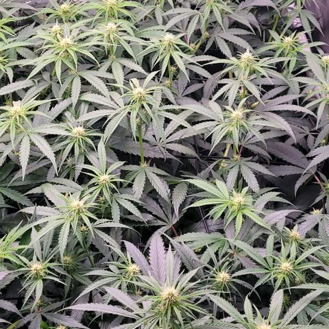 Cookies OG Kloni #1 growlog timeline photo