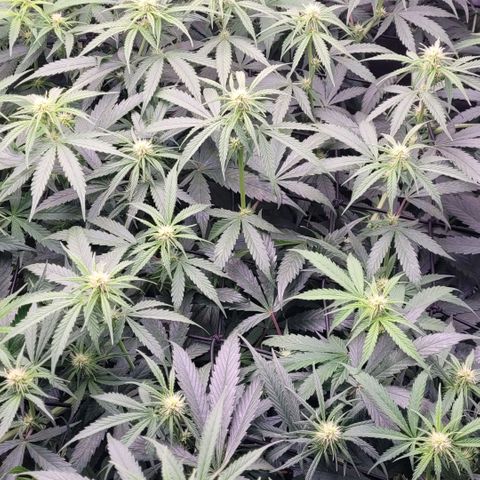 Cookies OG Kloni #1 growlog timeline photo
