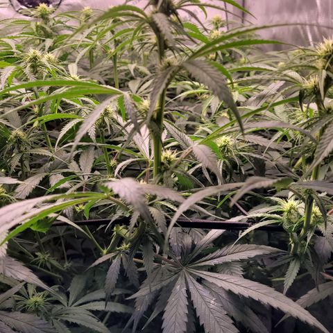 Cookies OG Kloni #1 growlog timeline photo