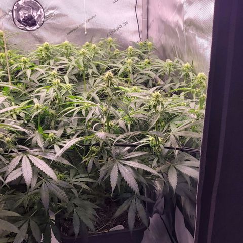 Cookies OG Kloni #1 growlog timeline photo