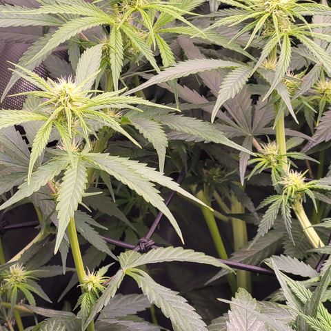 Cookies OG Kloni #2 growlog timeline photo