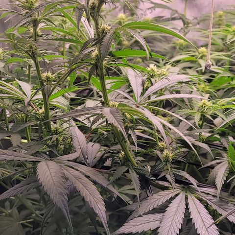 Cookies OG Kloni #2 growlog timeline photo