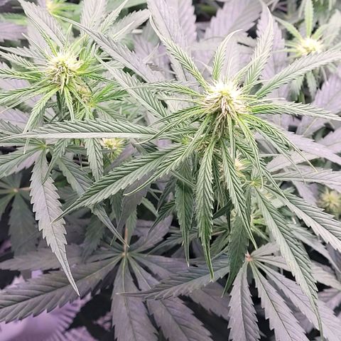 Cookies OG Kloni #2 growlog timeline photo