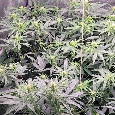Cookies OG Kloni #2 growlog timeline photo