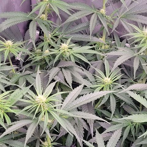Cookies OG Kloni #1 growlog timeline photo