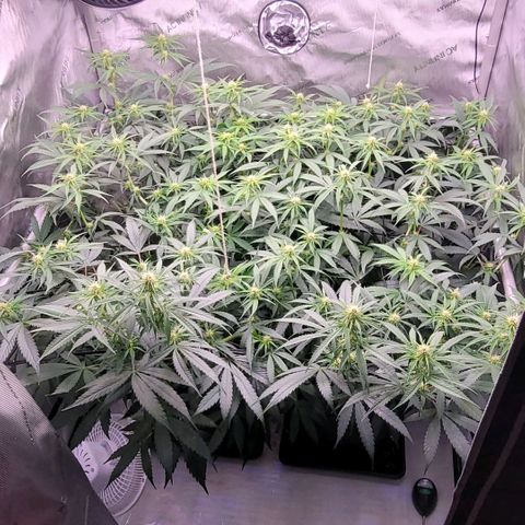 Cookies OG Kloni #1 growlog timeline photo