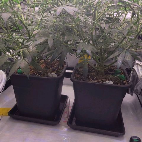 Cookies OG Kloni #1 growlog timeline photo