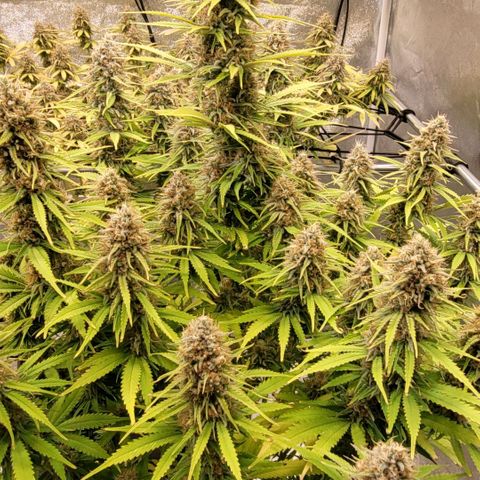 Berry growlog timeline photo