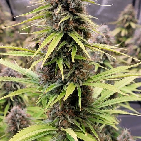 Berry growlog timeline photo