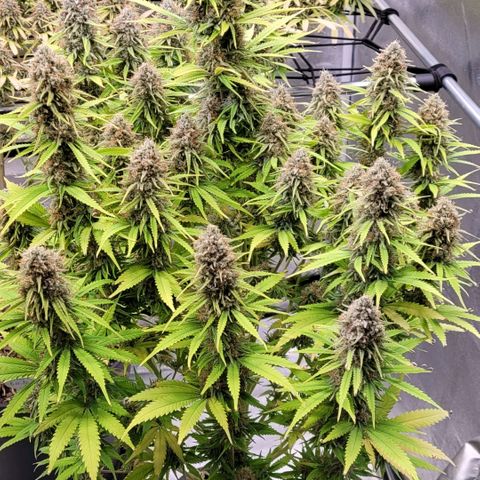 Berry growlog timeline photo