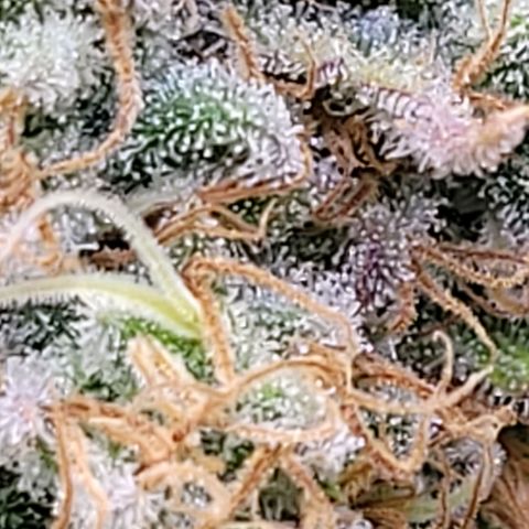 Berry growlog timeline photo