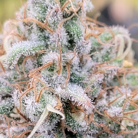 Berry growlog timeline photo