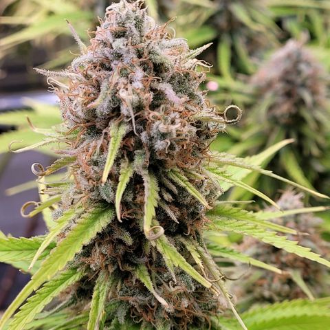 Berry growlog timeline photo