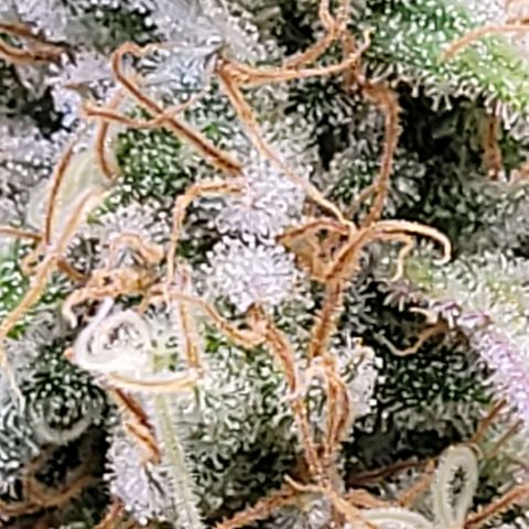 Berry growlog timeline photo