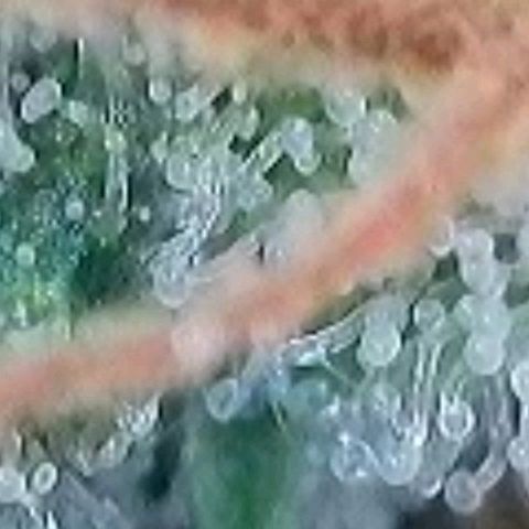 Berry growlog timeline photo