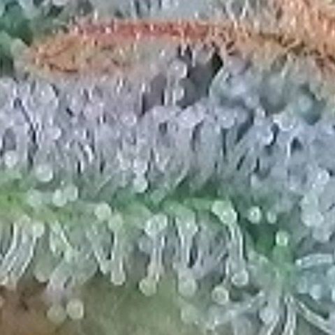 Berry growlog timeline photo