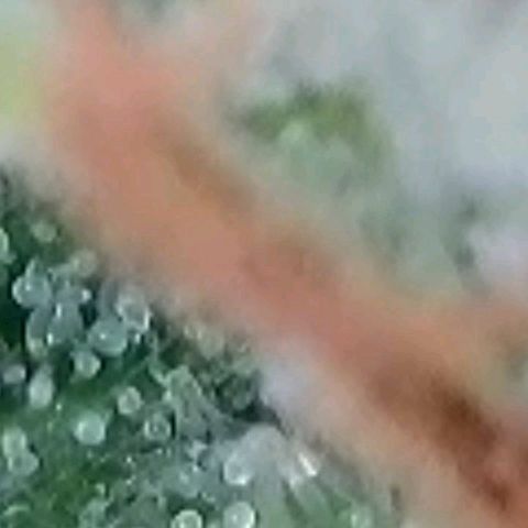 Berry growlog timeline photo