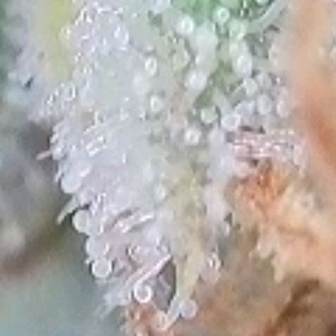 Berry growlog timeline photo