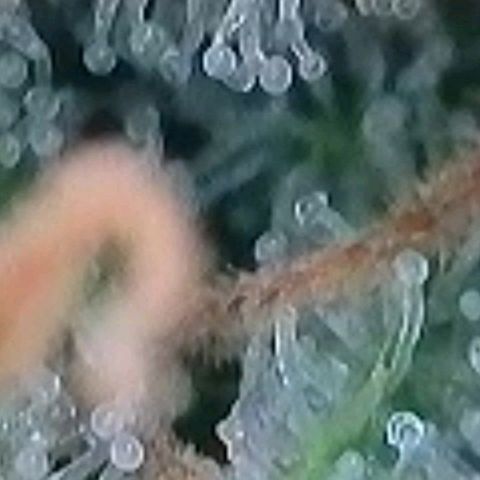 Berry growlog timeline photo