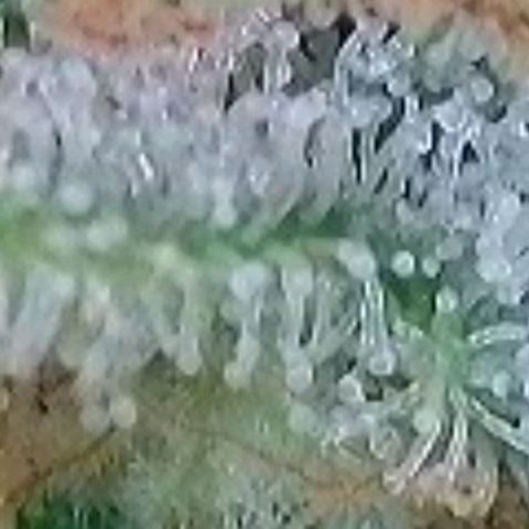 Berry growlog timeline photo