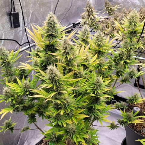 Pearli growlog timeline photo