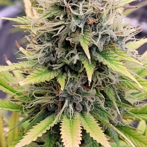 Pearli growlog timeline photo