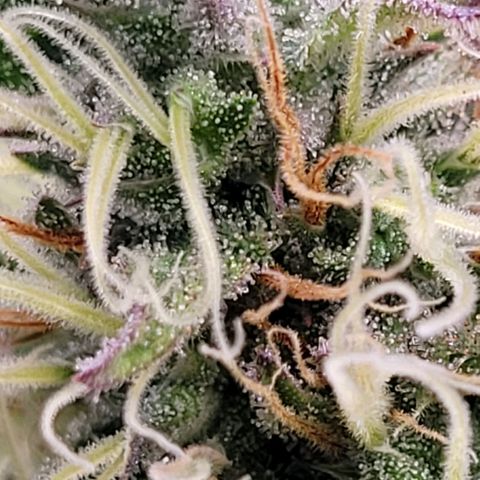 Pearli growlog timeline photo