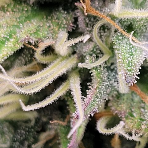 Pearli growlog timeline photo