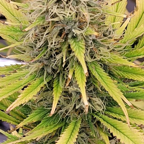 Pearli growlog timeline photo