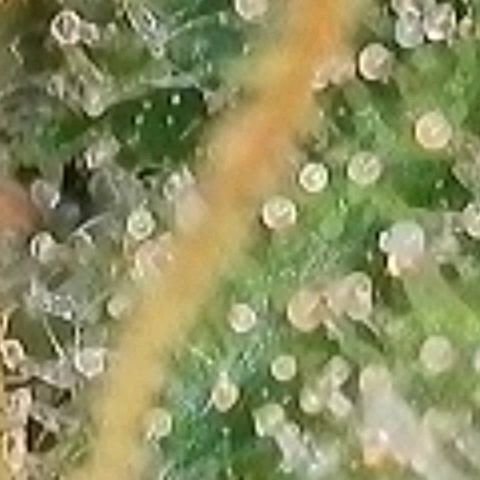 Pearli growlog timeline photo