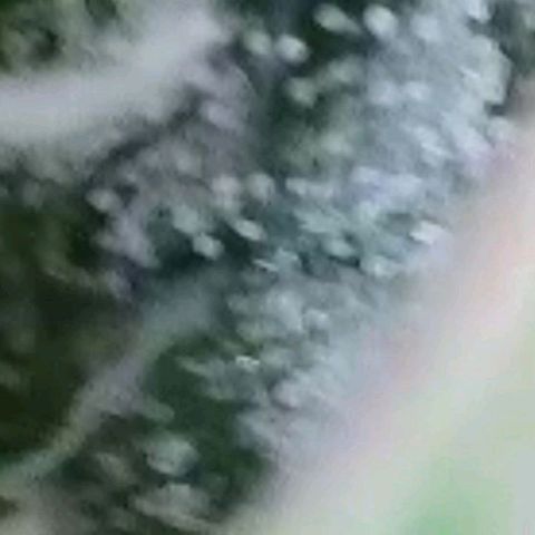 Pearli growlog timeline photo