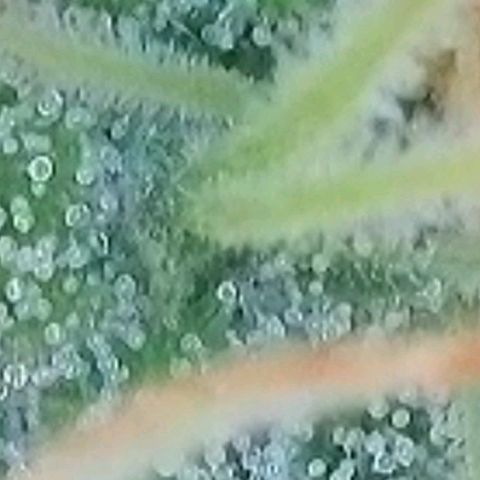 Pearli growlog timeline photo