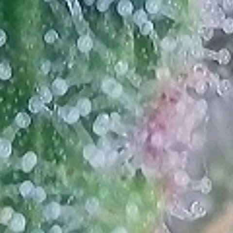 Pearli growlog timeline photo