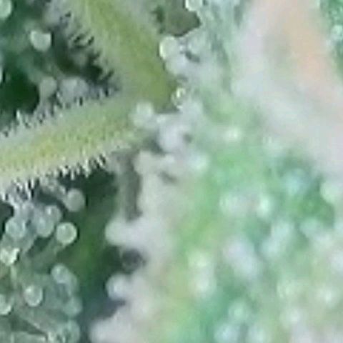 Pearli growlog timeline photo