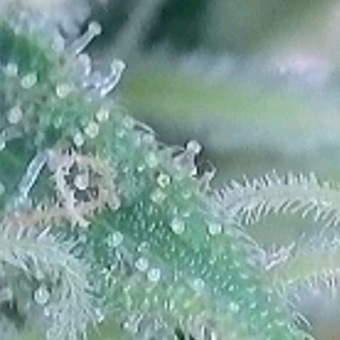 Pearli growlog timeline photo