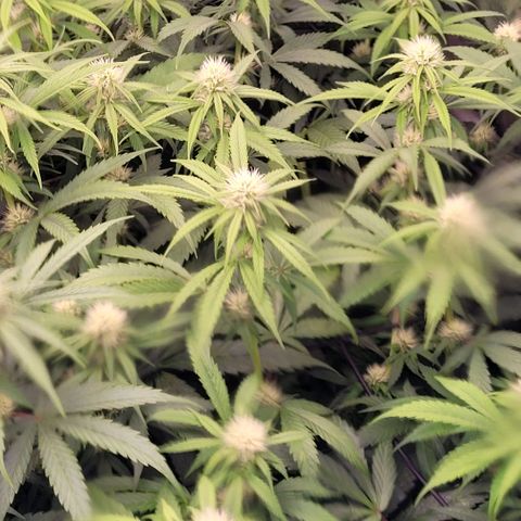 Cookies OG Kloni #1 growlog photo: Durch das Sichtfenster