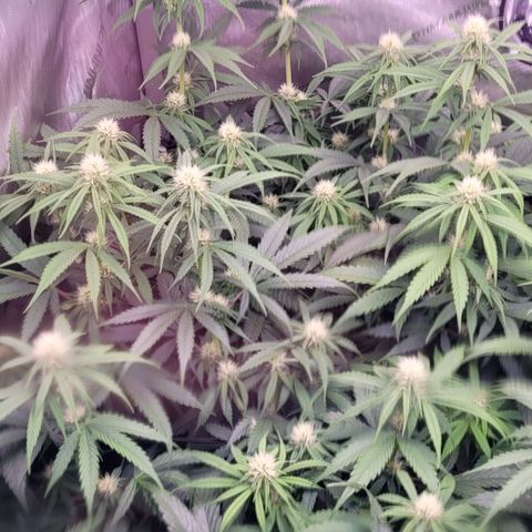 Cookies OG Kloni #2 growlog photo: Durch das Sichtfenster das Bild gemacht