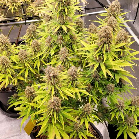 Berry growlog timeline photo