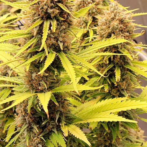 Berry growlog photo: Blüte Tag 58 heute 