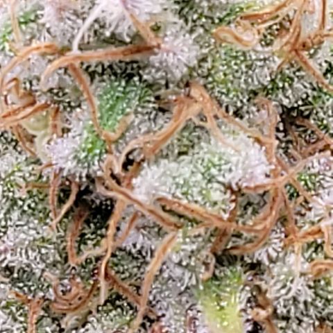 Berry growlog timeline photo