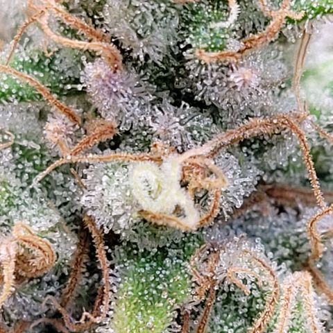 Berry growlog photo: Der oberste Headbud