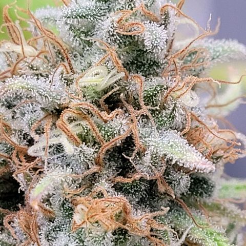 Berry growlog photo: Im unteren Bereich