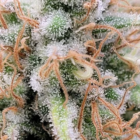 Berry growlog photo: Aus der mitte der Dame